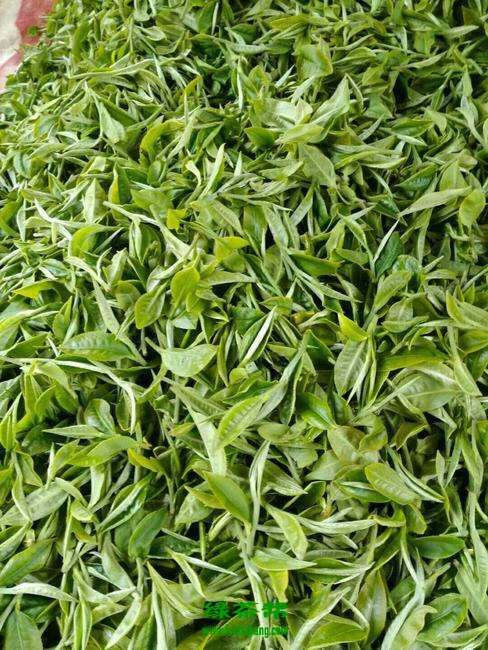 【茶功效】生态茶属于什么茶 喝生态茶的好处