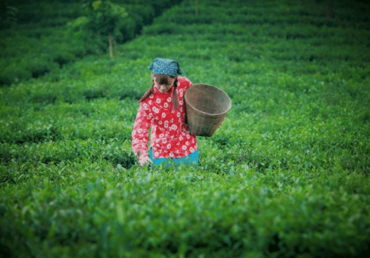 【收藏】传统手工制作绿茶