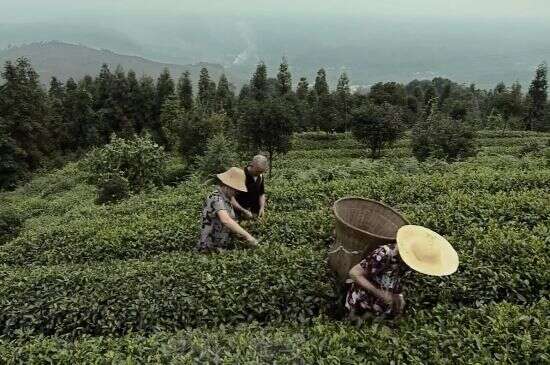 《茶 一片树叶的故事：手工茶》P4