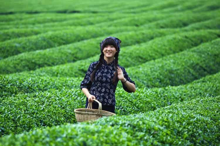【收藏】婺源茗眉是绿茶中名气最响的茶