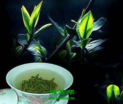 【茶功效】双井绿的功效与作用 双井绿属于什么茶
