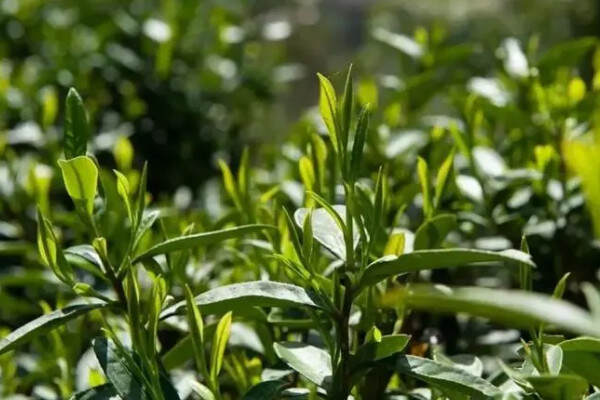 白茶属于什么茶的系列_白茶属于绿茶吗