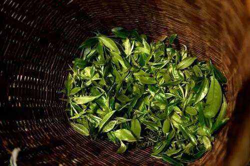 【茶功效】大叶茶有哪几种 山西人喝的大叶茶的功效与作用