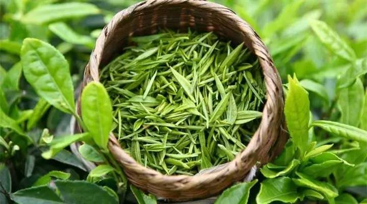 那么多好喝的茶叶，哪些属于绿茶的呢？
