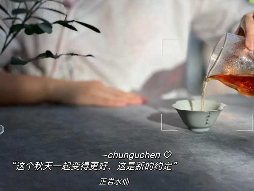 300元，连一斤白毫银针的茶青都收不到，你是怎么买到成品茶的？