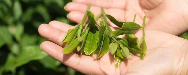 为什么春天的茶叶绿素含量高