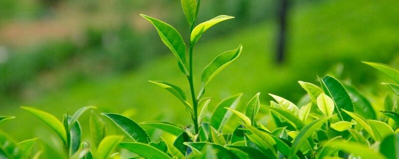 绿茶是什么茶叶