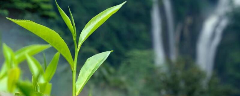 什么是纯芽茶叶