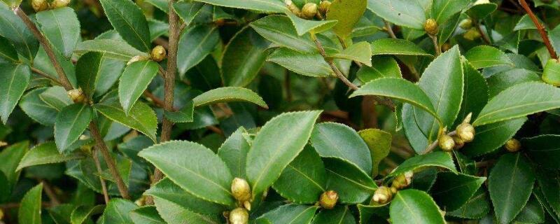 茶子树什么时候种植