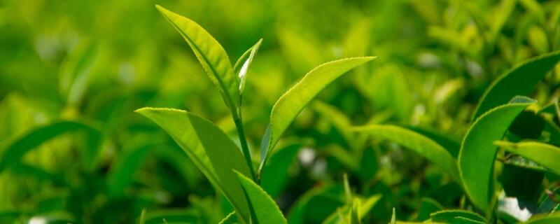 绿茶叶用什么容器储存