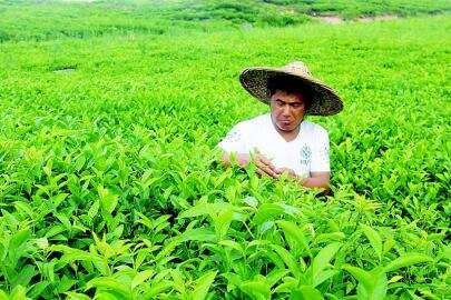 种植有机茶有什么要求