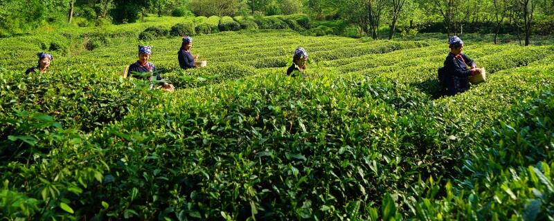 海拔300米适合种植什么茶