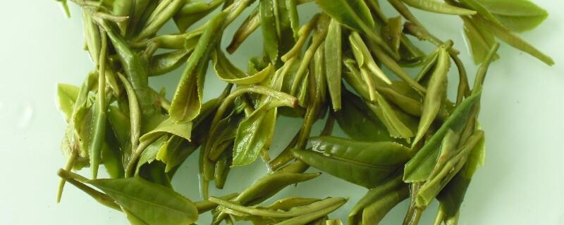 绿杨春属于什么种类的茶叶