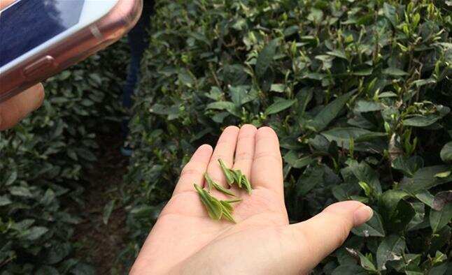 采用茶果间种植的方式是什么茶