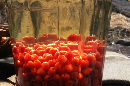 红豆杉种子泡酒的功能和作用