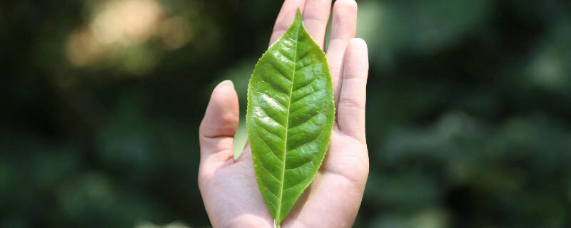 普洱茶大叶种和小叶种的区别
