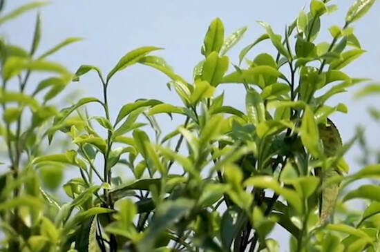 各种茶叶的产地