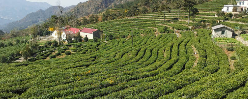 安徽哪两个山区盛产名茶