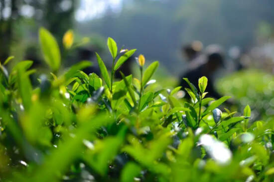 白茶茶树品种
