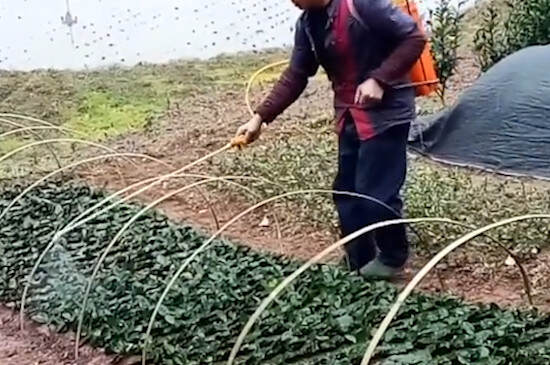 福鼎白茶种植方法