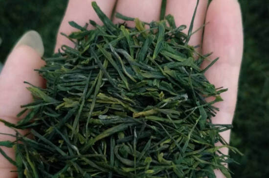 绿茶的保质期是多久