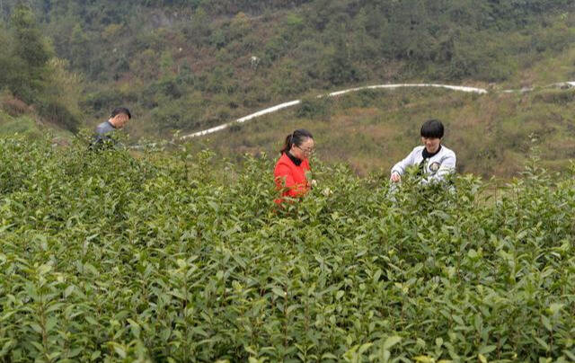 中国四大茶叶产区介绍（各种茶叶的产地及名称）