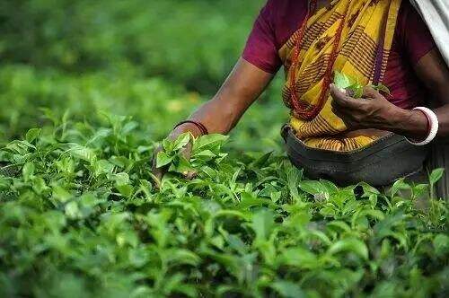 茶叶最大消费国是哪个国家？15个有独特茶文化的国家盘点