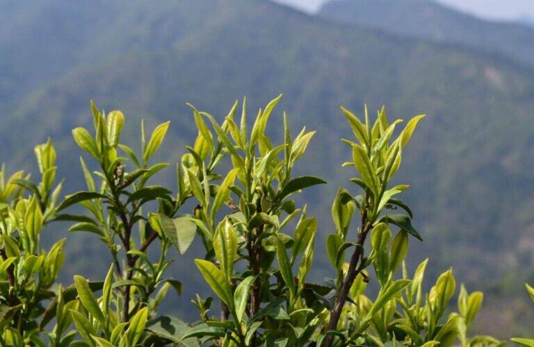 为什么说大部分霍山黄芽都是绿茶呢？霍山黄芽的分类及特点介绍