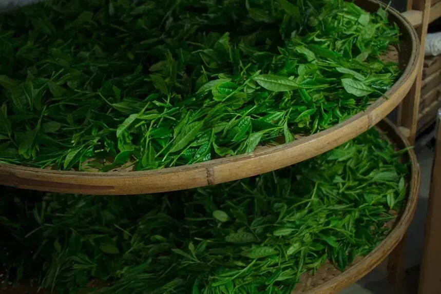 长长的茶叶是什么茶叶？太平猴魁的产地与特殊工艺介绍