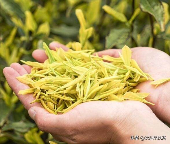 2022黄金芽茶叶价格（头采要2000到3000一斤）
