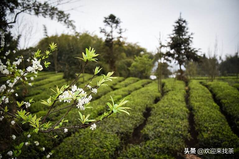 绿茶和红茶树是一样的吗（绿茶与红茶的本质区别）
