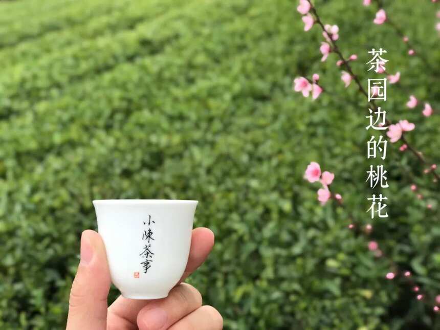 明前茶淡，雨前茶浓，白茶、绿茶、红茶的真相也是这么简单？