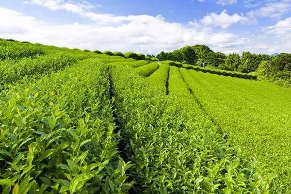 茶叶最大消费国是哪个国家？15个有独特茶文化的国家盘点
