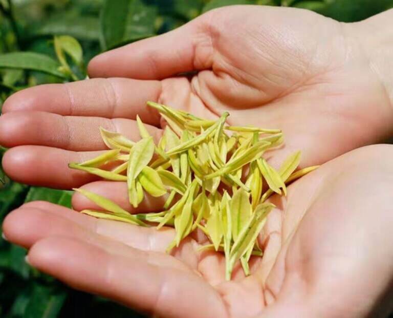 黄金芽属于什么茶，为什么黄金芽受礼品茶市场欢迎？