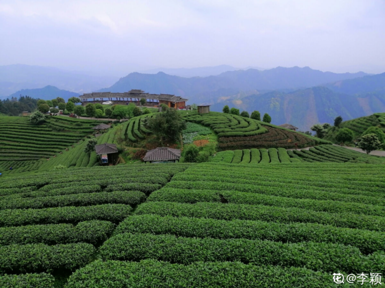 中国主要的茶叶产地（茶叶的种类和区别）
