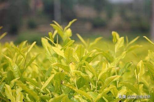 2022黄金芽茶叶价格（头采要2000到3000一斤）