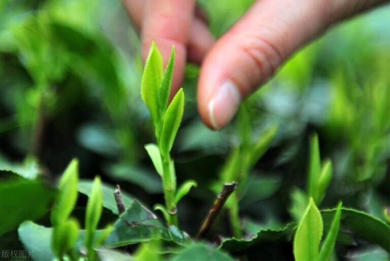 为什么说大部分霍山黄芽都是绿茶呢？霍山黄芽的分类及特点介绍