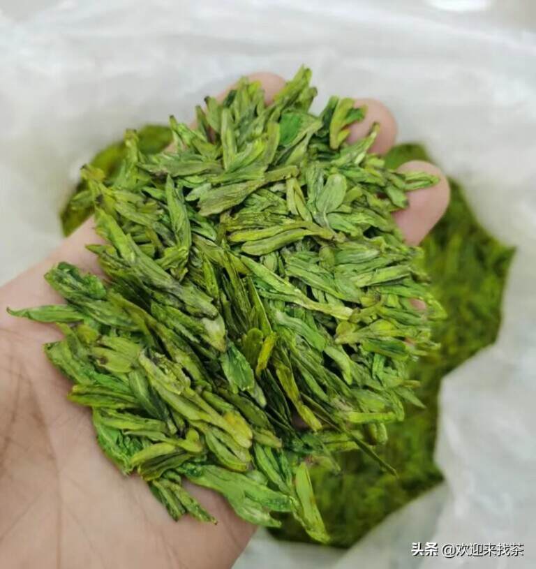 茶农种什么茶树最赚钱呢，种植茶叶树什么品种好？