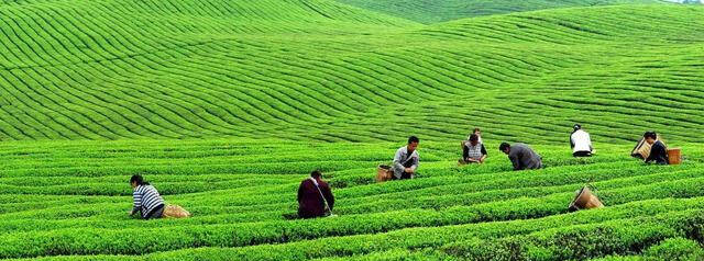 中国四大茶叶产区介绍（各种茶叶的产地及名称）