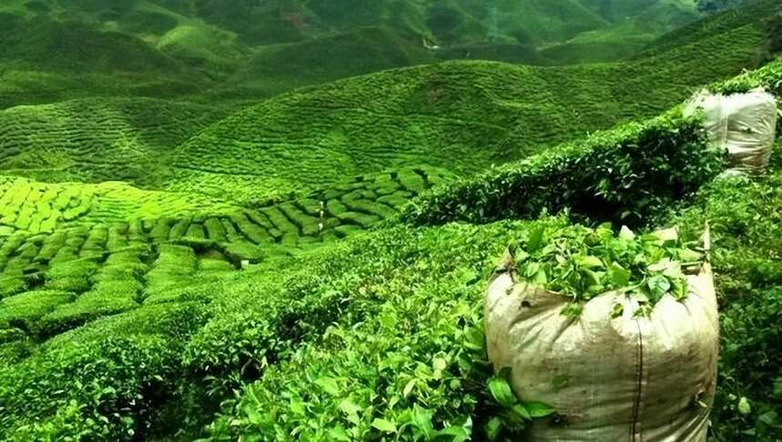 中国茶叶深加工产业发展历程与趋势