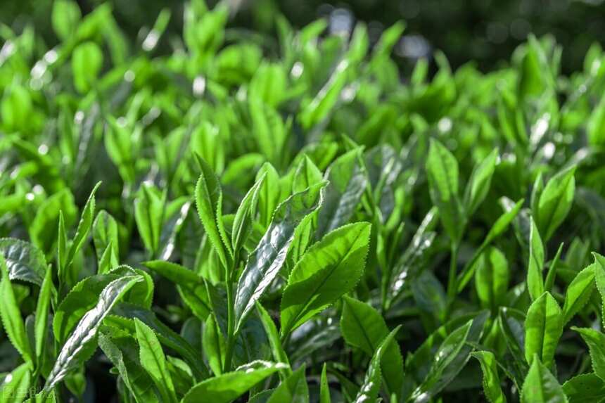 为何越来越多人喜欢喝绿茶呢？