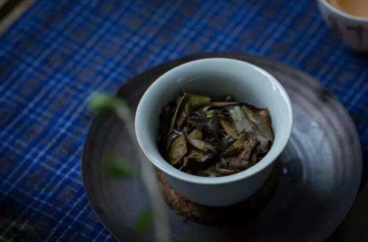 白茶丨老寿眉的叶片容易碎，是茶不好吗？