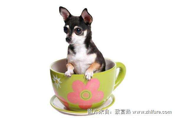 茶杯犬寿命有多长？