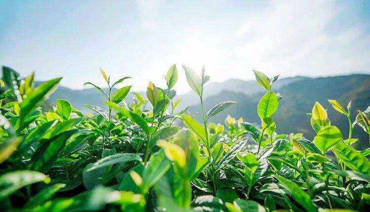 文圣茶说丨「 绿茶 」庐山云雾