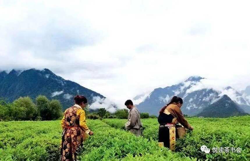 藏族同胞的民生之茶——雅安藏茶