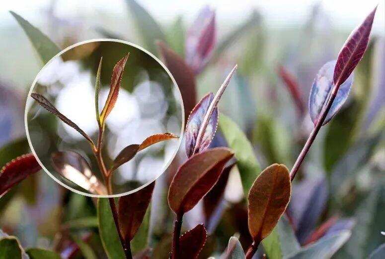 一“紫”成名，云南特有的茶树品种“紫娟”