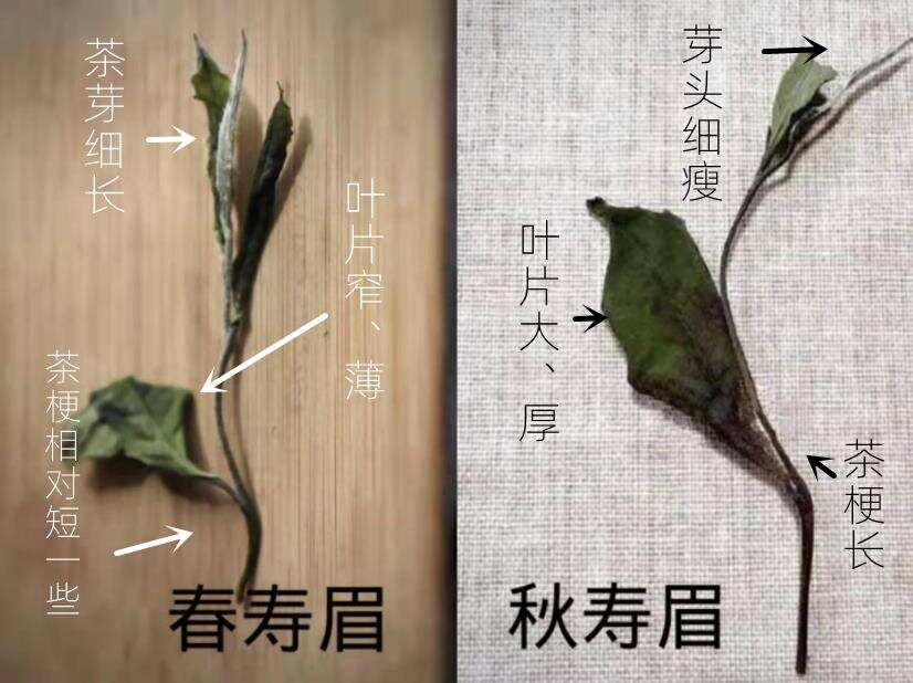 白茶丨同样是寿眉，春季与秋季的寿眉要如何区分