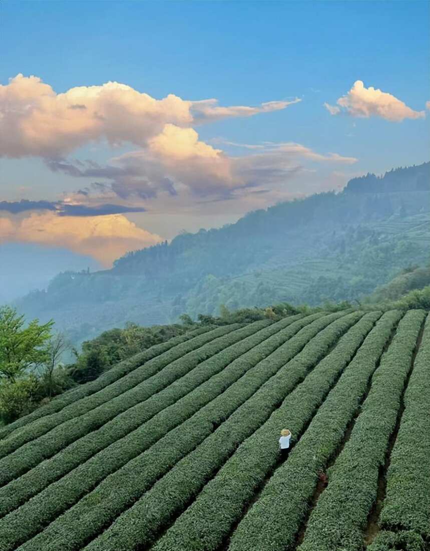 这两款中国茶叶，在国外被炒上“天价”，国人只拿它们当口粮茶喝