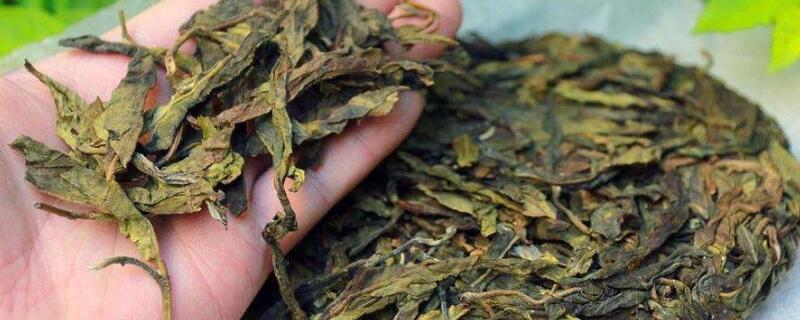 普洱茶是什么茶种类