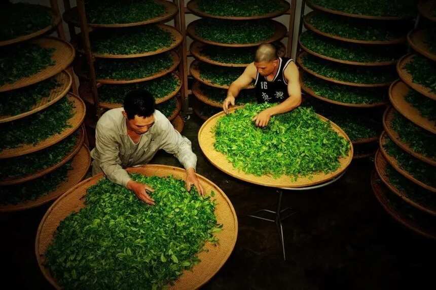 怪了，中国为什么没有茶叶生产巨头？